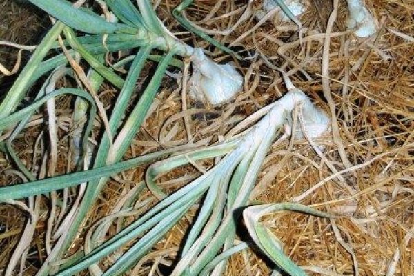 Кракен какой сайт