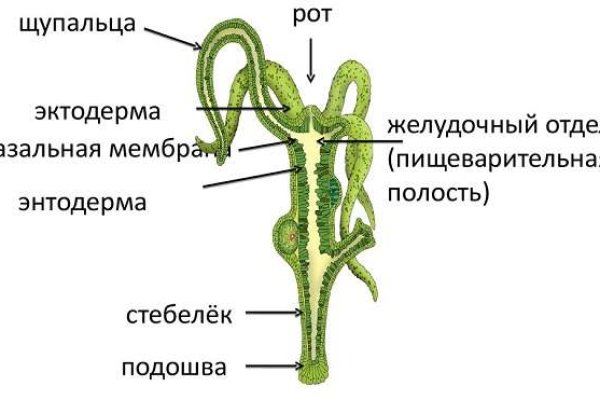 Kraken рабочее зеркало